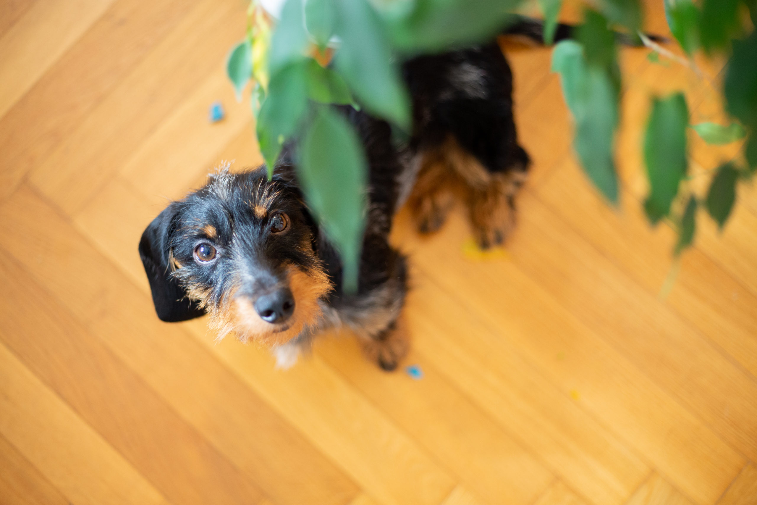 Hund im Büro – unsere Aku