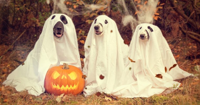 Bald ist wieder Halloween! Aber was feiern wir da eigentlich? Mit Kostümideen